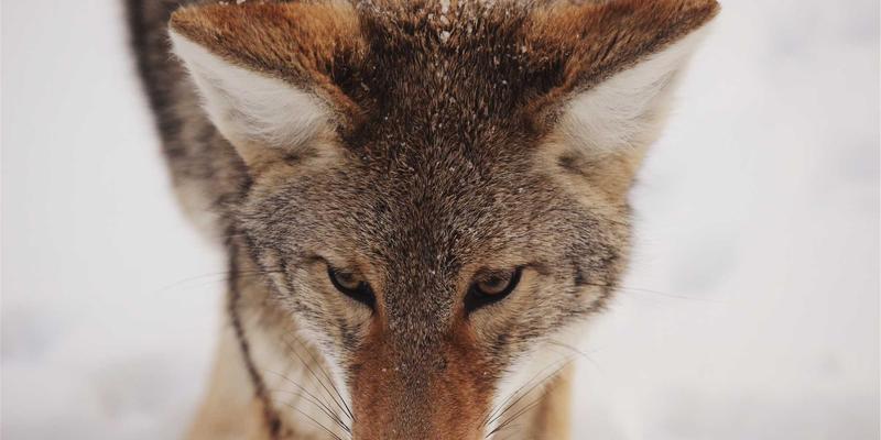 漫画疗愈力：在动漫与漫画库中，找到你的情绪解压新途径